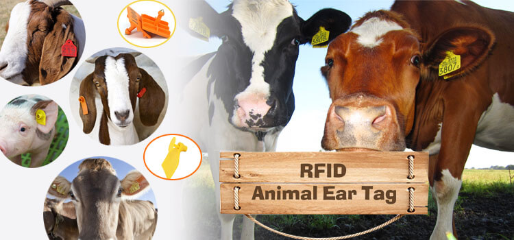 Технология RFID для отслеживания крупного рогатого скота